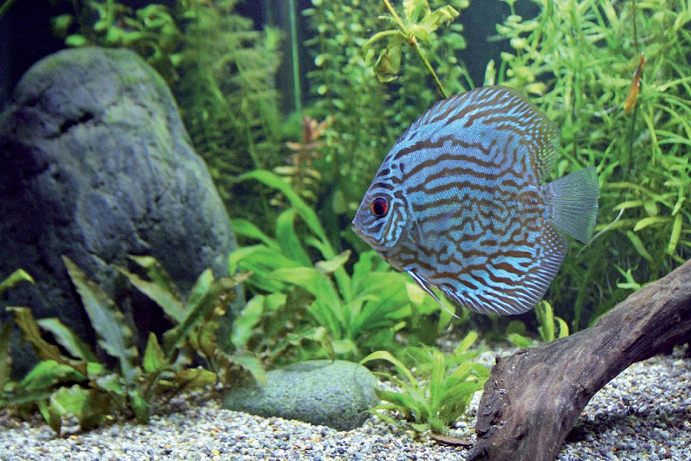 F15W/T8/174 AQUASTAR RETAIL