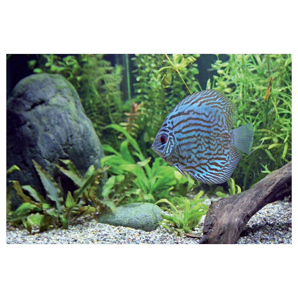 F15W/T8/174 AQUASTAR RETAIL